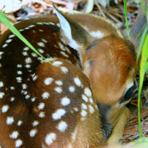 Copyright (c) 2012 Ginger C. Mann